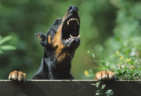 Dulăii la control! Firmele care deţin mai mult de doi câini de pază riscă amenzi de până la 1.000 lei 